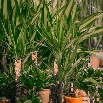 Plante d'intérieur pour bonnes résolutions